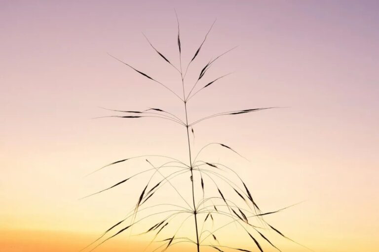 Osho – 不快樂是一個分裂的人格自然的結果