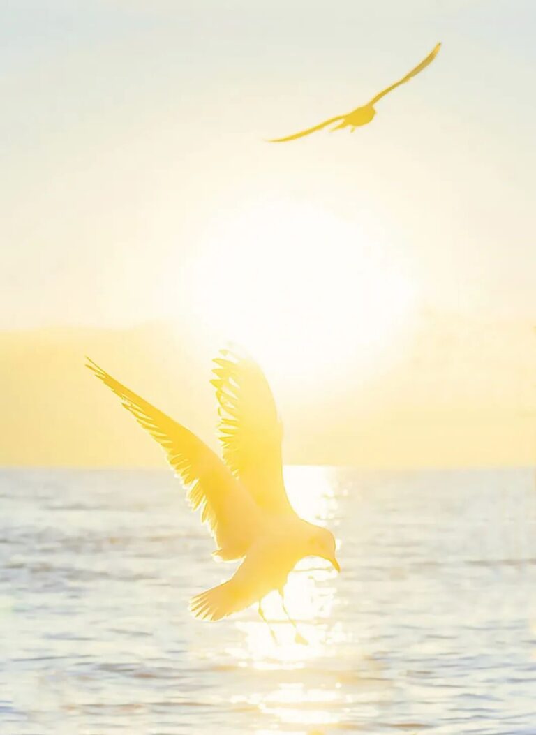 Osho – 你必須找尋內在的引導
