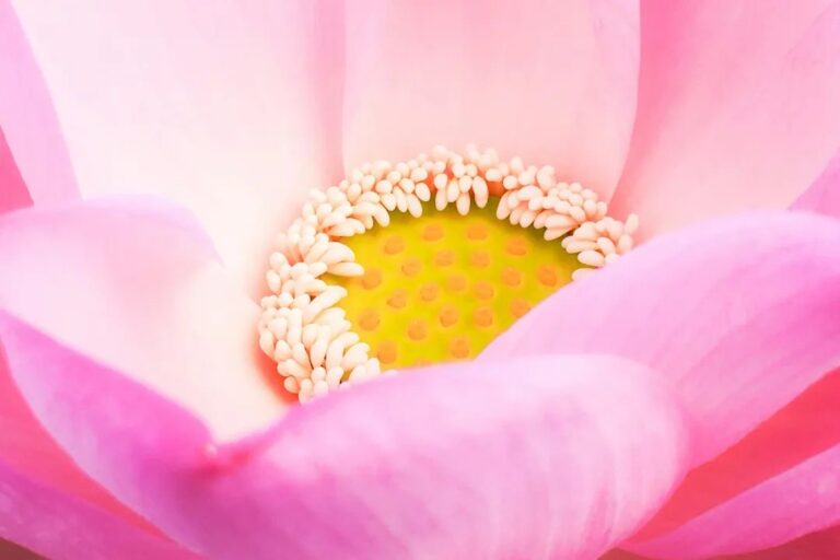 Osho – 將你的喜悅散播出來