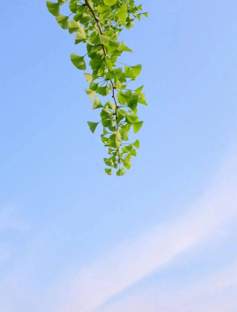 本體與開悟 5