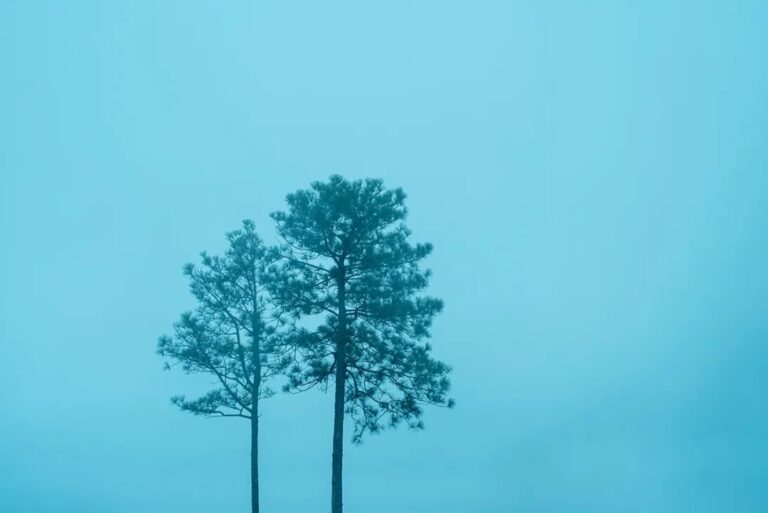 德西 – 關係中的自主