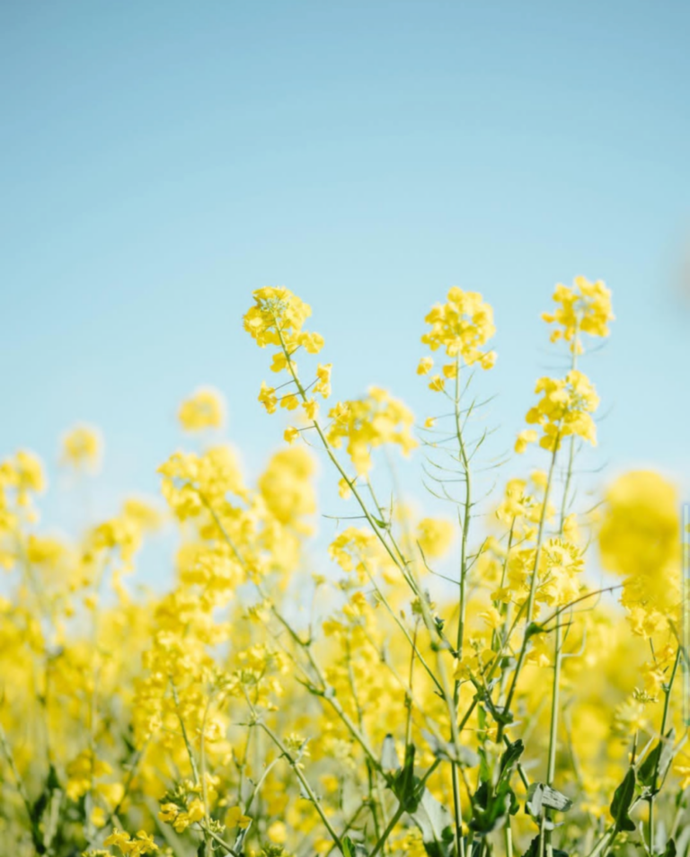 形式身份與本質身份