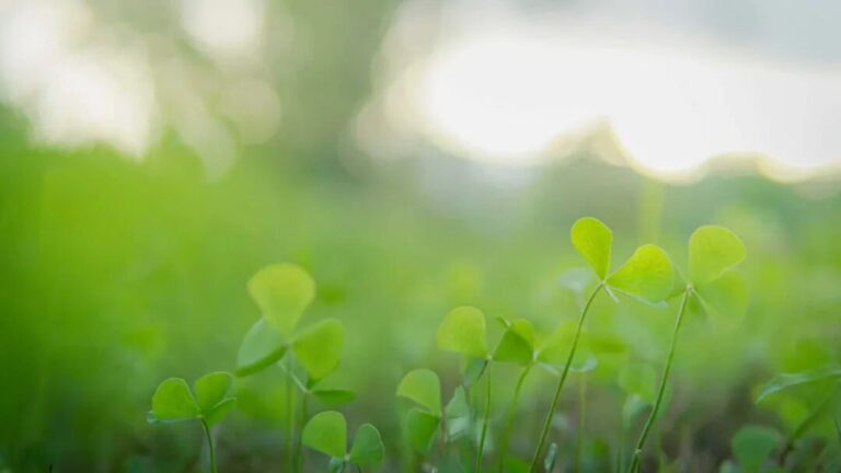 從臨在之中參與到創造裡