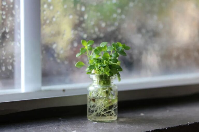 阿德勒 – 母親的主要工作