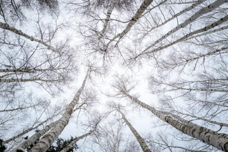 阿德勒 – 所有人都想要勝利